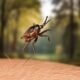 Tick Leap