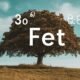 what does FE mean in text