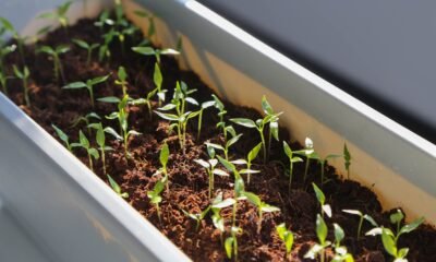how to start a vegetable garden