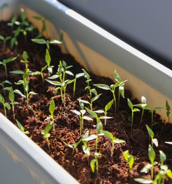 how to start a vegetable garden
