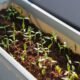 how to start a vegetable garden