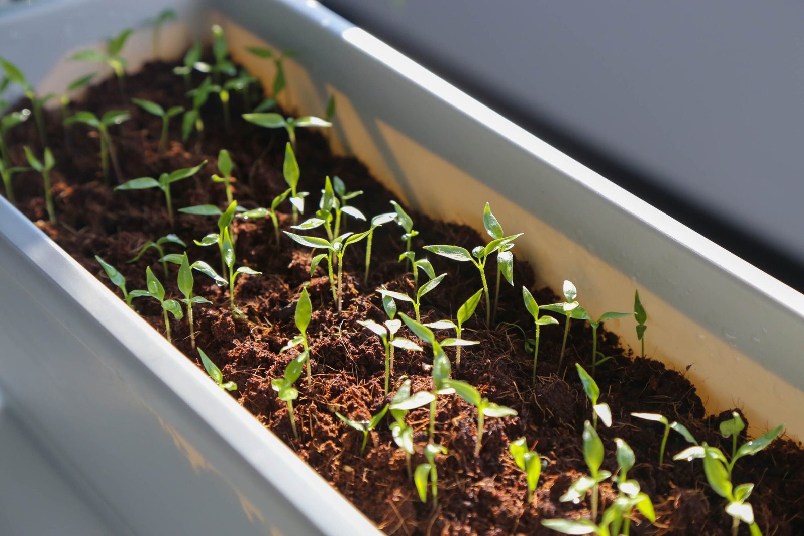 how to start a vegetable garden